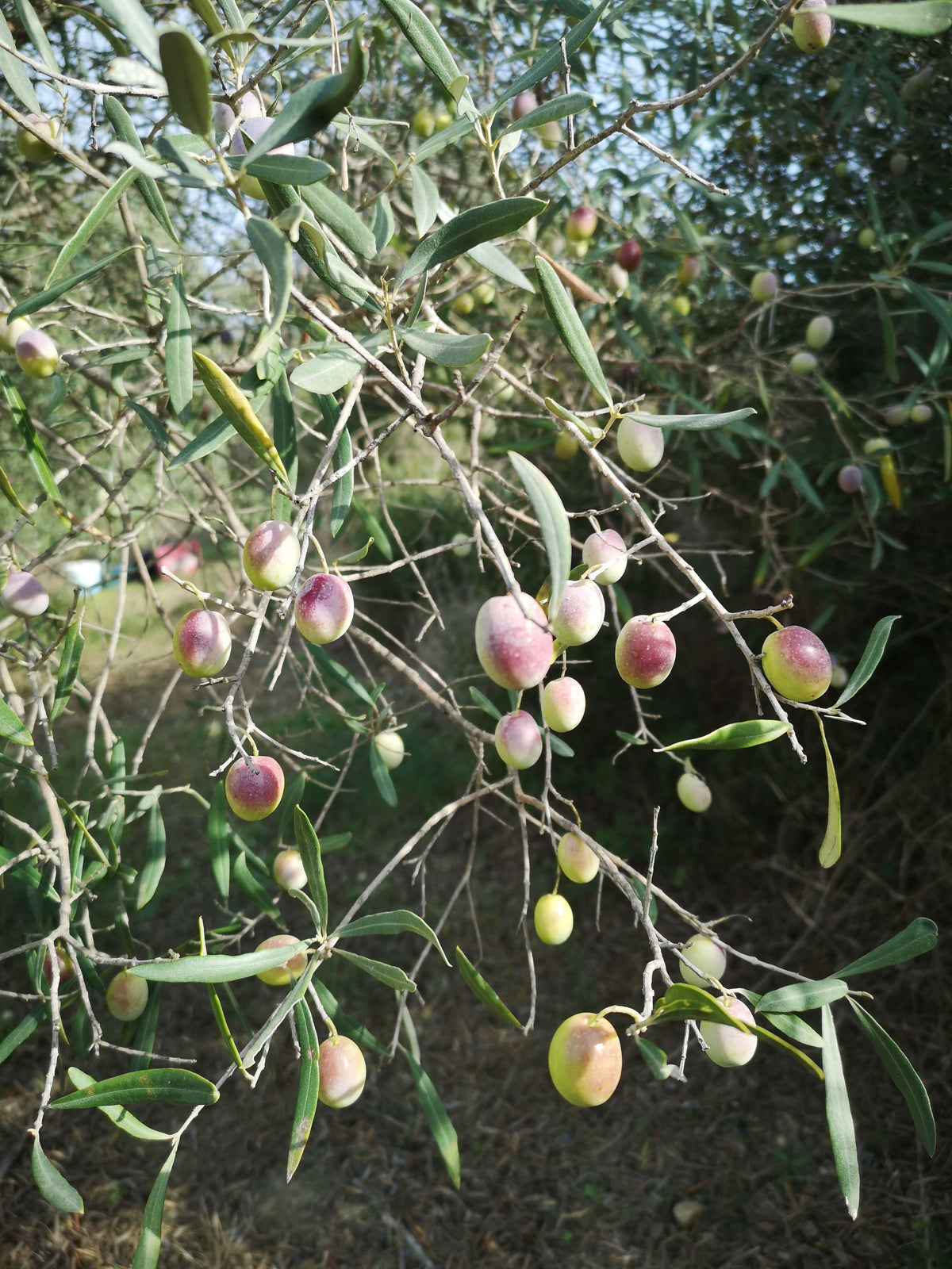 Olive Oil Doesn’t Improve With Age